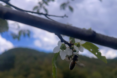 İklim değişikliği etkisi mi? Erik ağacı ekim ayında çiçeklendi