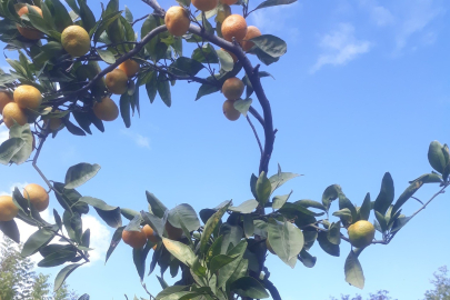 Söke’de hasat öncesi numune alımları yapıldı