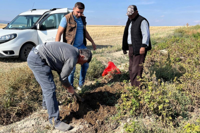 İhsaniye’de patates tarlalarında hasat öncesi analiz