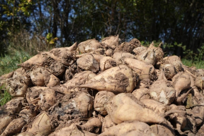 Pancar stratejik ürün: Kuraklığa rağmen üretim sürdürülecek