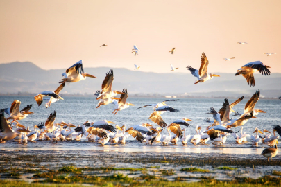 Manyas Gölü’nde sonbahar şöleni: Kuşların büyüleyici yolculuğu