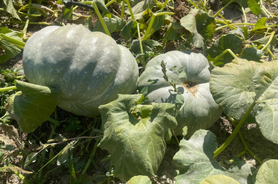 Bahçede dev sürpriz: Çiftçi 40 kilo gelen kabağıyla konuştu