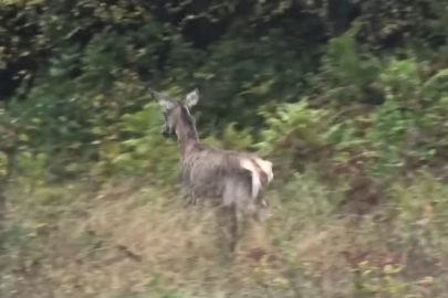Uludağ’da 3 kızıl geyik doğaya salındı
