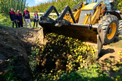 Bursa’da tarım alarmı: Armutlar imha edildi