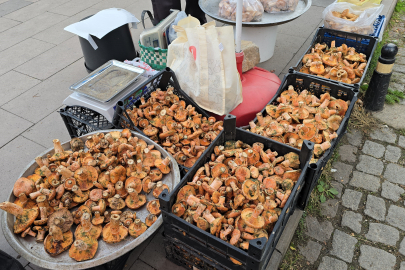 Safranbolu’da kanlıca mantarı tezgahlarda: Kilosu 500 TL