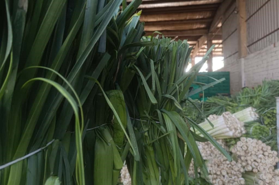 Bursa'da kışlık hasat başladı: Karnabahar, pırasa ve lahana pazarda