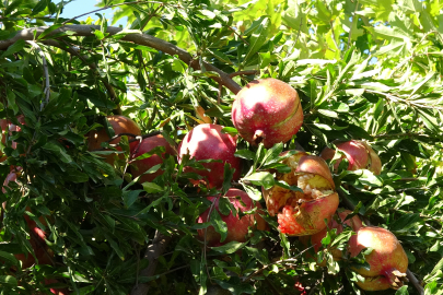 Gaziantep’te coğrafi işaretli Oğuzeli narında hasat zamanı