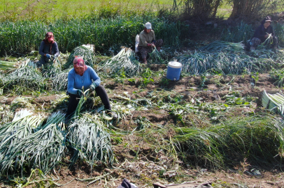 Gediz Ovası’nda bereketli hasat: Pırasalar tarladan sofraya