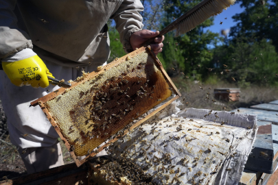Muğla’da çam balı bereketi: Rekolte 20 bin tona yaklaştı