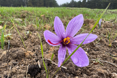 Safranbolu’nun altını: Safranın kilosu 600 bin TL’yi bulacak