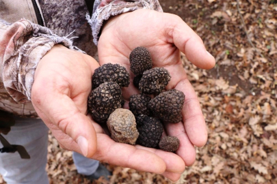 Ormandan ekonomiye katkı: Bitki üretimi gelir getiriyor