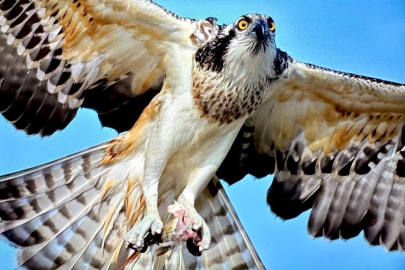 Uluabat Gölü’nde nadir ziyaretçi: Balık kartalı görüntülendi