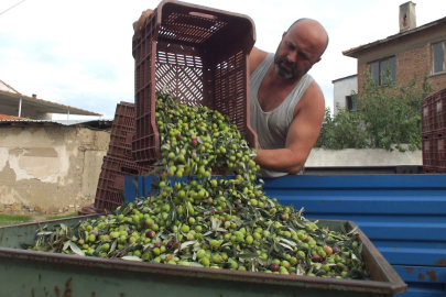 Yeşil zeytin hasadı başladı: Fiyatlar 50-80 lira arasında