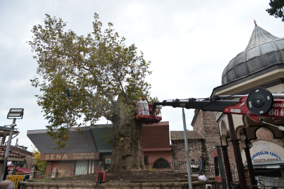 Bursa Ulu Cami’nin 346 yaşındaki asırlık çınarı bakımla geleceğe taşınıyor