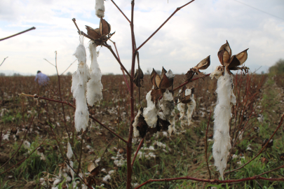Dolu pamuk tarlalarına ağır zarar verdi: Ürünlerin %80’i kaybedildi