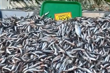 Hamsi bolluğu: Kilo fiyatı 100 liraya düştü