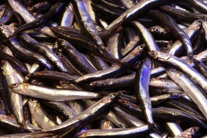 Hamsinin ihracatına boy engeli