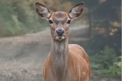 Fotokapanlar kızıl geyiklerin doğal öğle molasını ölümsüzleştirdi