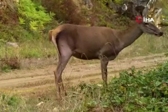 Fotokapanlar kızıl geyiklerin doğal öğle molasını ölümsüzleştirdi