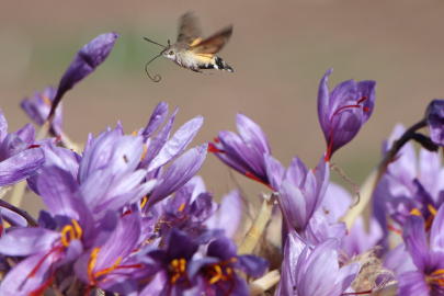 ‘Kırmızı altın’ hasadı: Safranın gramı 500 TL’den satılıyor