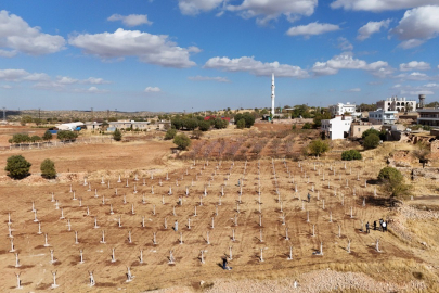Atıl tarım arazileri, modern bağcılıkla ekonomiye kazandırılıyor