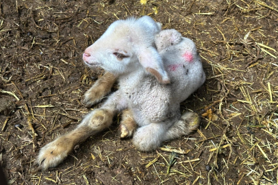 Bursa'da şap hastalığına direnen kuzu, yürekleri burktu