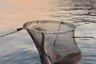 Bursa'da balıkçıların oltasına takıldı... Şaşkınlıkla kayığa aldılar