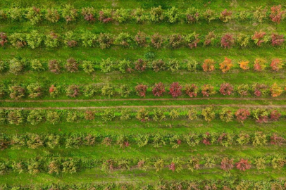 Sonbaharın renk cümbüşü Uludağ eteklerinde