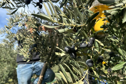 İsviçre sofralarını süsleyen zeytinde bu yıl kalite yüksek