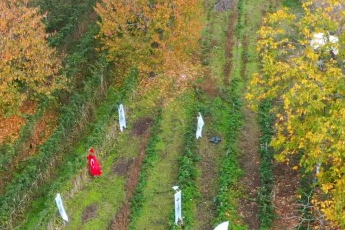 Osmangazi’de ilk hasat Başkan Aydın’dan