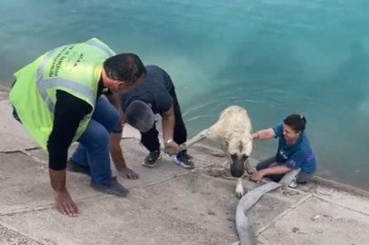 Bursalı kahraman anne, Fırat'a düşen kangalı kurtardı