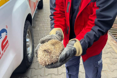 İtfaiyeden kirpi kurtarma operasyonu
