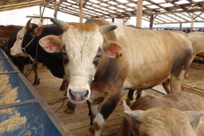 Uzmanından 'Deli dana' uyarısı