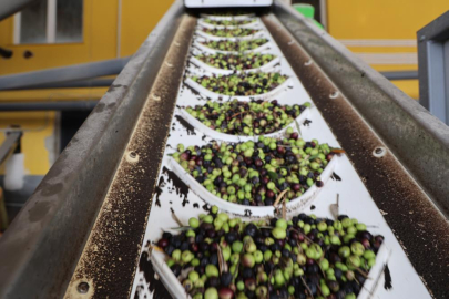 Zeytinin yağ yolculuğu başladı