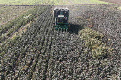 Kuraklık 'beyaz altın'daki rekolteyi etkiledi