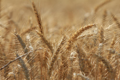 Küresel tahıl üretiminde rekor beklentisi