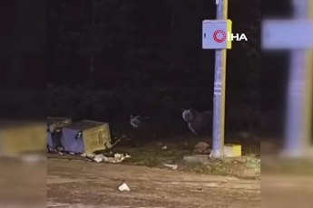 Uludağ'da ayılar, çöp konteynerlerini talan etti