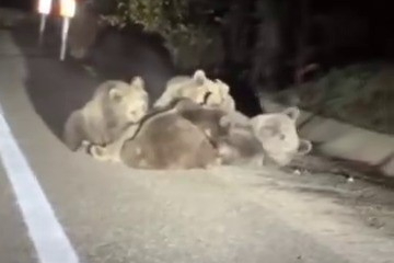 Uludağ'da vahşi doğanın en tatlı anı