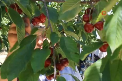 Dondurulmuş kirazda da dünya lideriyiz