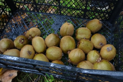 İran'dan gelen kivi fiyatları ucuzlatıyor