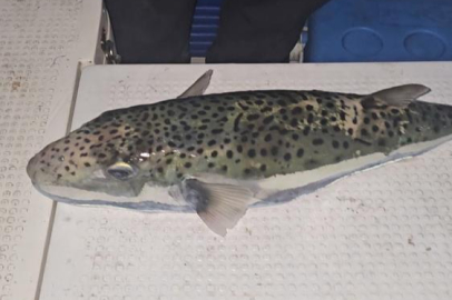 Gemlik Körfezi’nde benekli balon balığı şoku