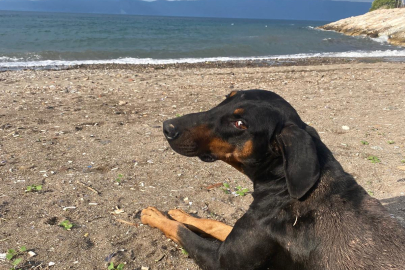 Gemlik’te can dostlar için seferberlik