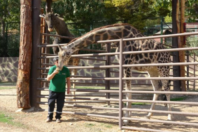 Zürafalar ile bakıcılarının dostluğu şaşırtıyor