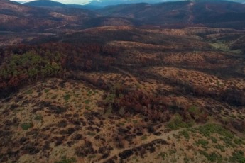 Bursa yeniden yeşerecek