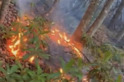 Ormanlık alanda örtü yangını