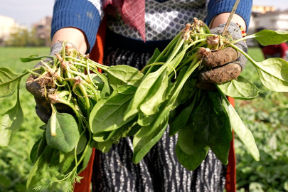 Osmangazi doğal üretimle sofralara sağlık sunuyor