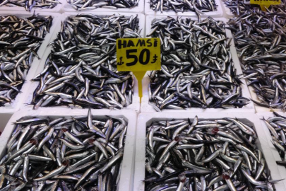 Karadeniz'den hamsi fışkırıyor