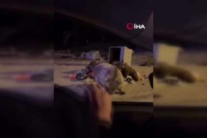 Uludağ’da ayı ailesine sucuk verdi, saldırıya uğradı