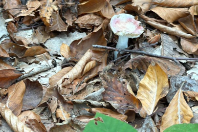 Uzmanından mantar uyarısı: Hepsi risk içeriyor