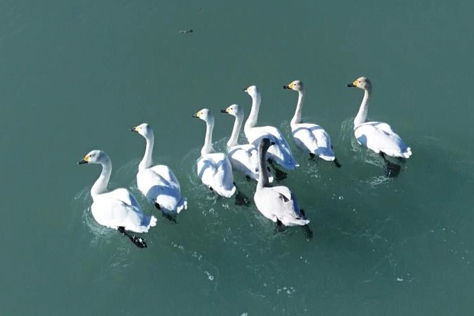 Süphan Dağı manzarasında kuğu dansı